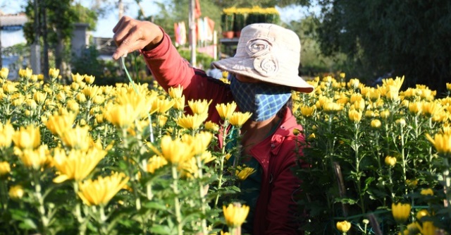 Chủ tịch UBND huyện Tư Nghĩa yêu cầu, địa phương cần tập trung xây dựng vùng cây hoa giống ổn định, đẩy mạnh quảng bá thương hiệu