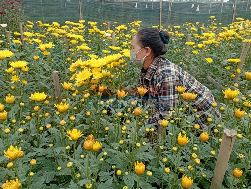 Hoa cúc được mùa, hoa ly được giá