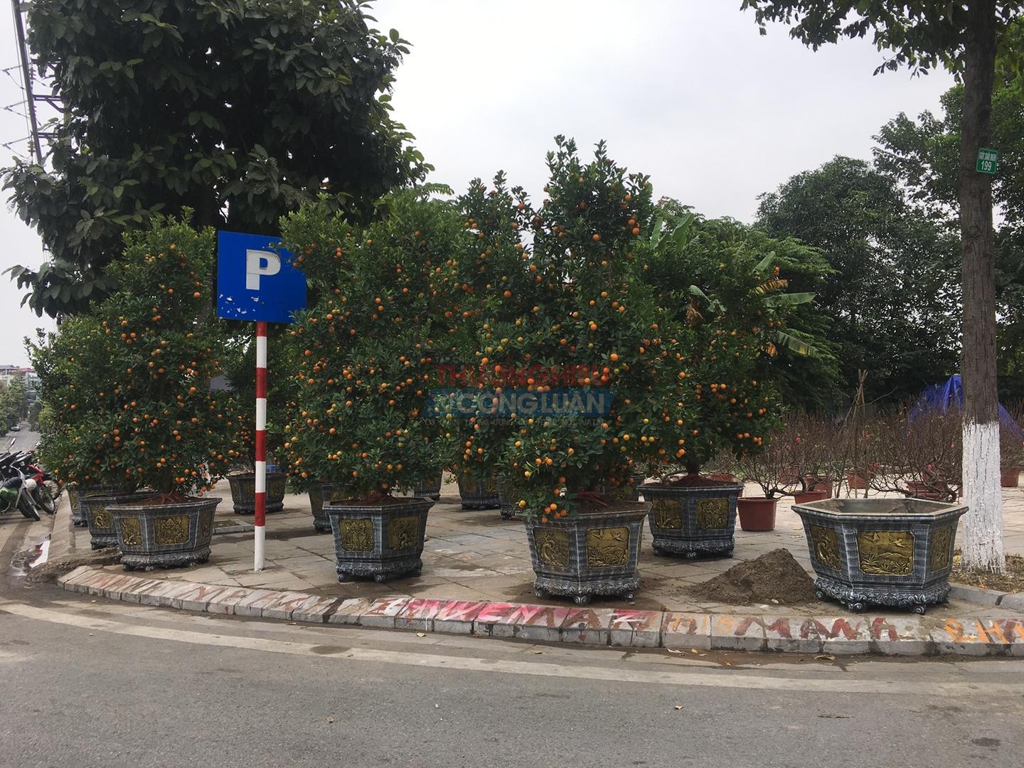 Hàng chục cây quất bonsai được bán trên đường Huyền Quang