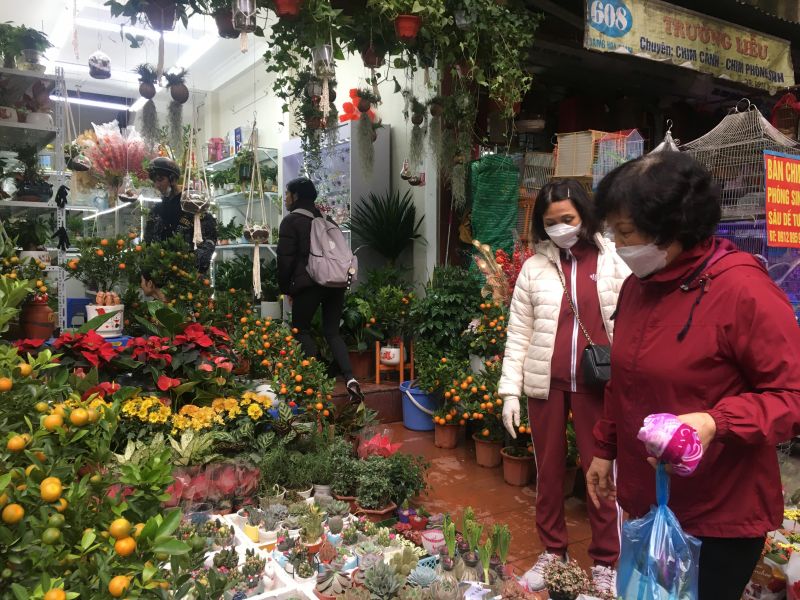 Cây cảnh Tết Quý Mão 2023: Được mùa, được giá ở phân khúc trung bình