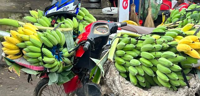 Mỗi buồng chuối c&oacute; gi&aacute; giao động từ 300 &ndash; 800 ngh&igrave;n đồng t&ugrave;y theo k&iacute;ch cỡ, h&igrave;nh dạng, độ đều v&agrave; đẹp.