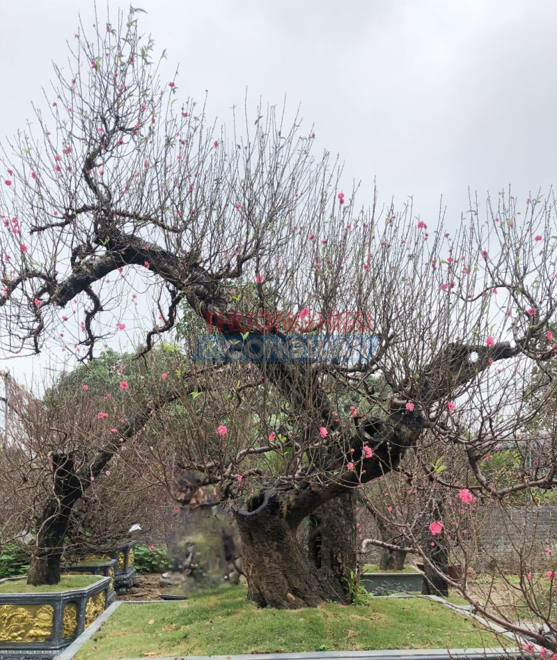 Làng đào Nhật Tân Tết Nguyên đán Quý Mão ''được mùa - được giá''