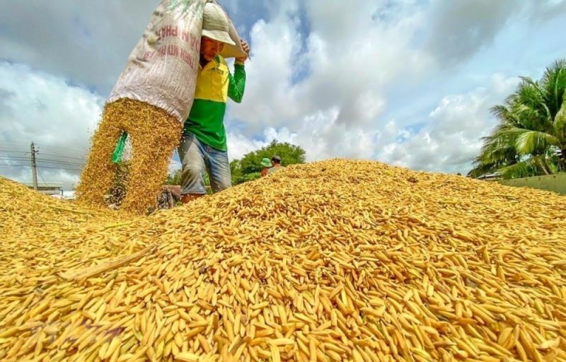Giữa bối cảnh tình hình kinh tế gặp nhiều khó khăn, hoạt động sản xuất của các ngành hàng chủ đạo như lúa gạo, thủy sản được diễn ra tấp nập. Ảnh minh họa