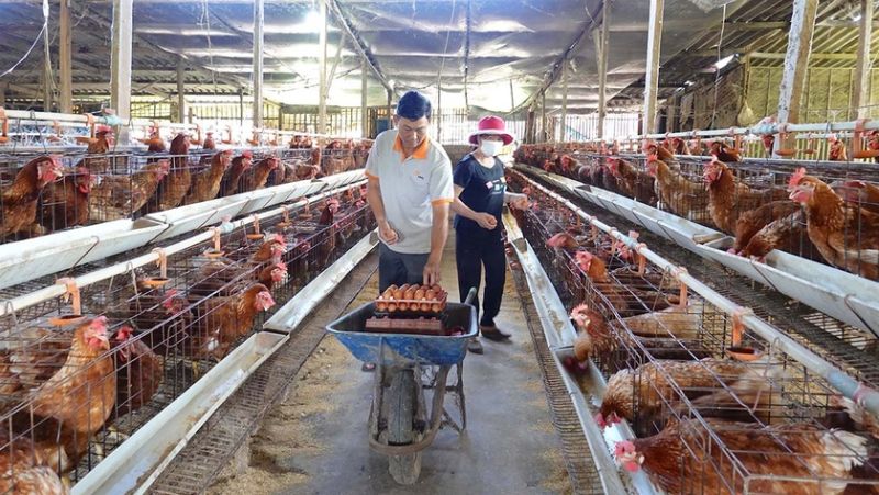 Tăng cường kiểm tra, giám sát, xử lý các trường hợp sử dụng chất cấm trong chăn nuôi, giết mổ gia súc (Ảnh: Anh Huy – baogialai.com.vn)​