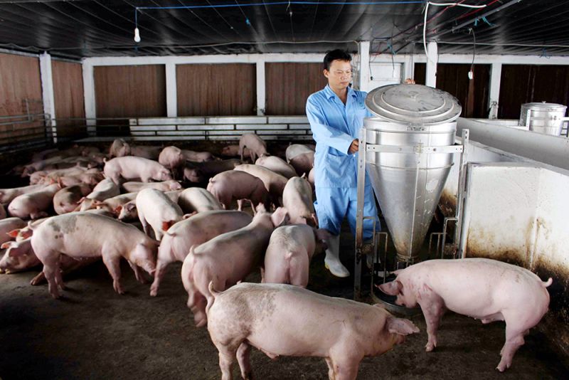 Giá heo hơi hôm nay 04/02: Giá dao động từ 48.000 - 54.000 đồng/kg