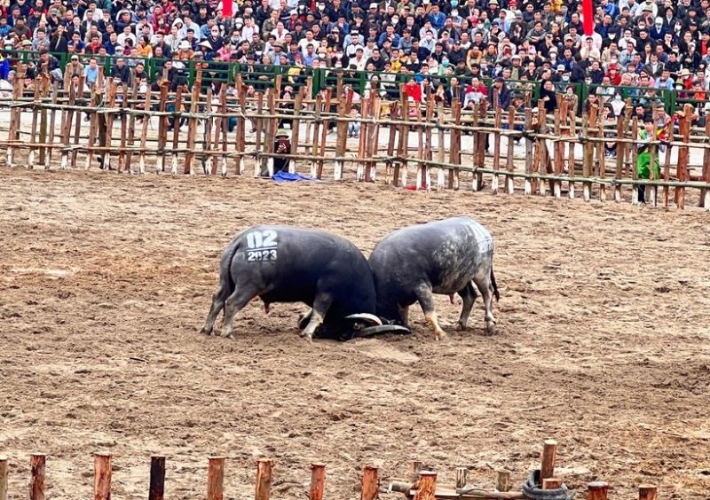 Hàng vạn người đổ về xem Lễ hội chọi Trâu tại Vĩnh Phúc