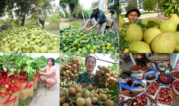 Đầu năm 2023, xuất khẩu rau quả đón tín hiệu tích cực