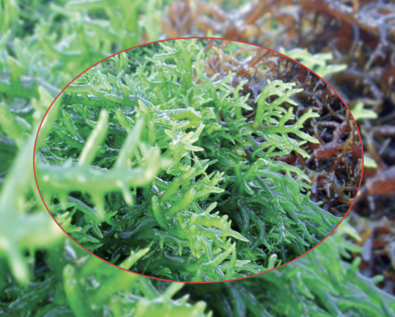 Hải tảo giúp hỗ trợ ngăn nang keo thùy phải tuyến giáp phát triển