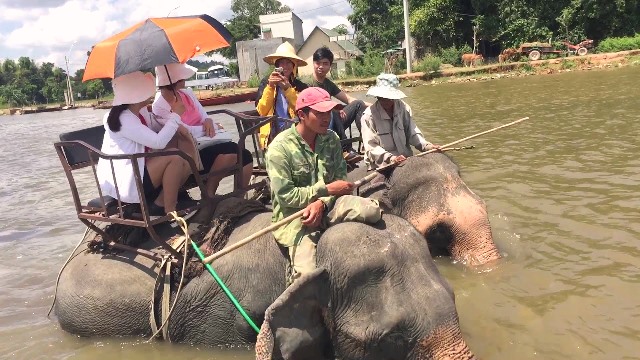 Đắk Lắk đàn voi ở Buôn Đôn chính thức dừng phục vụ khách thập phương Đắk Lắk đàn voi ở Buôn Đôn chính thức dừng phục vụ khách thập phương