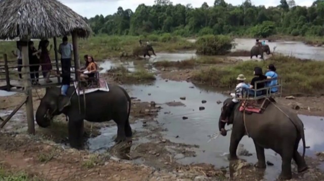 Đàn voi nhà 06 con tại Trung tâm Du lịch Cầu treo Buôn Đôn, tỉnh Đắk Lắk chính thức ngưng phục vụ du lịch từ ngày 10/02. Đàn voi nhà 06 con tại Trung tâm Du lịch Cầu treo Buôn Đôn, tỉnh Đắk Lắk chính thức ngưng phục vụ du lịch từ ngày 10/02.