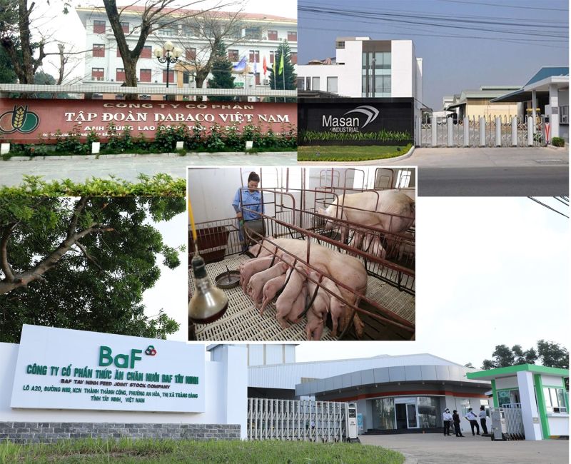 Chuyện nhiều “ông lớn” vất vả vì chăn nuôi như thế nào?