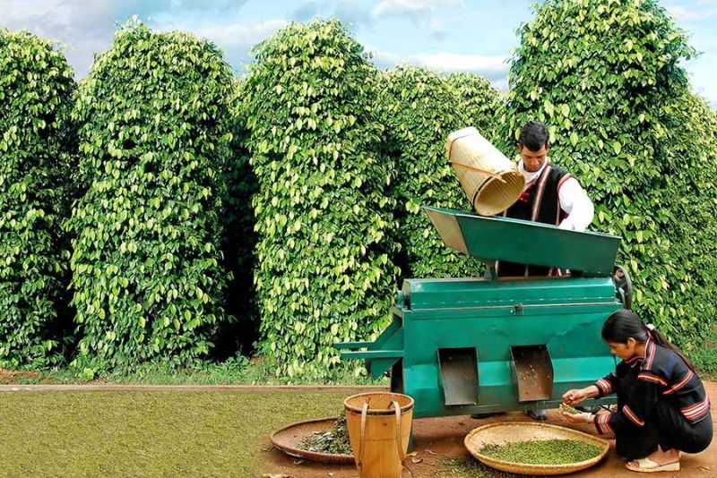 Giá tiêu hôm nay, ngày 12/02: Giá tiêu tăng mạnh, giao dịch từ 59.000 - 62.000 đồng/kg