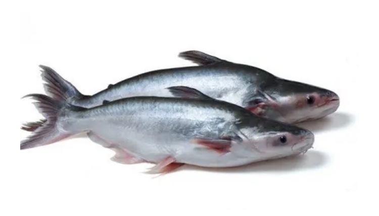 Xuất khẩu cá tra sang Mỹ bất ngờ giảm mạnh trong tháng đầu năm