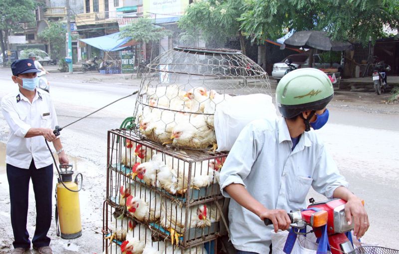 Công điện khẩn về ngăn chặn nhập lậu gia cầm vào Việt Nam