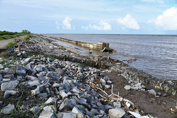 Nhiều đoạn đê biển Tây tỉnh Cà Mau đang bị sạt lở nghiêm trọng.