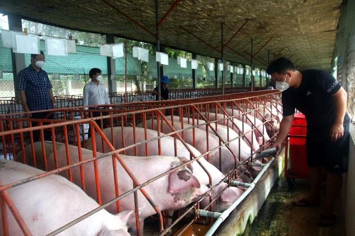 oàn tỉnh Đồng Nai có 3.006 cơ sở chăn nuôi phải di dời ra khỏi khu vực không được phép chăn nuôi