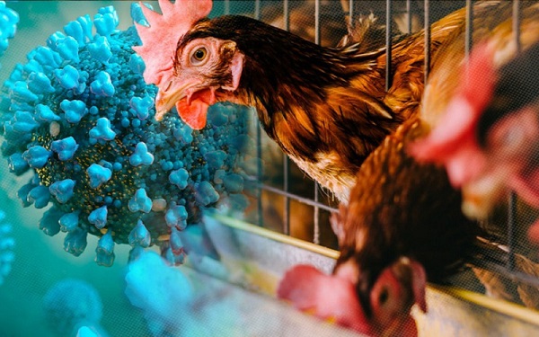 TP. Hồ Chí Minh chưa ghi nhận ca bệnh cúm A H5N1