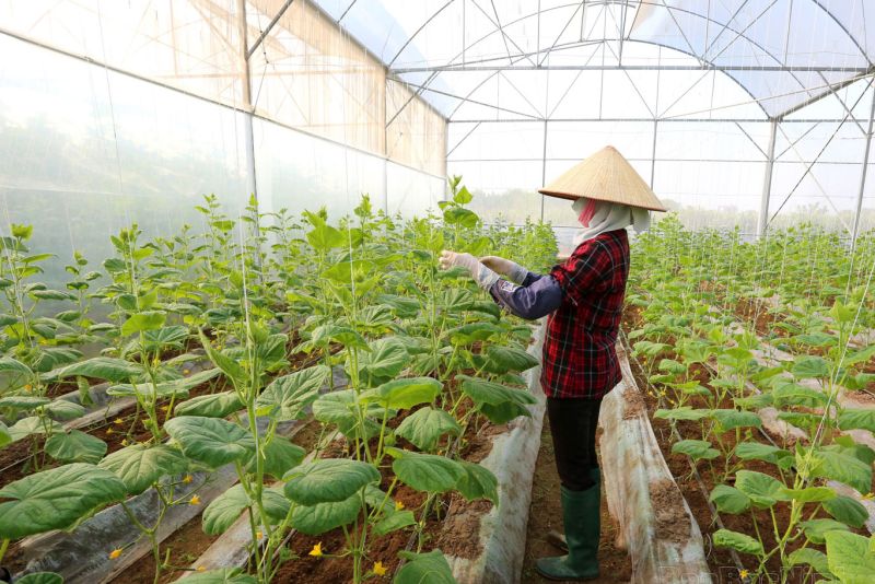 Bắc Ninh có gần 70 cơ sở trồng trọt ứng dụng công nghệ cao