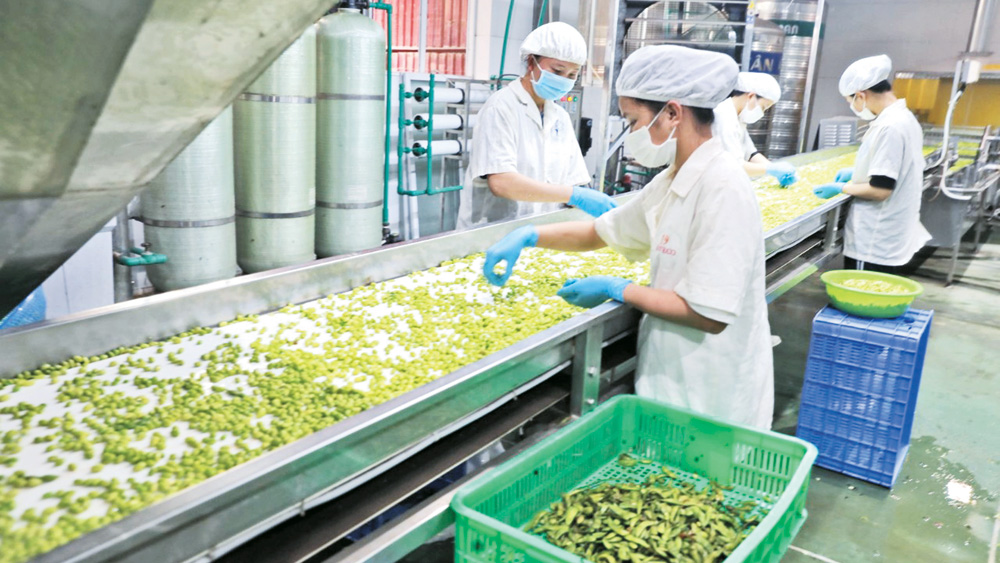 Công ty cổ phần XNK Toàn Cầu (Lục Ngạn) sơ chế đậu tương xuất khẩu sang Hoa Kỳ