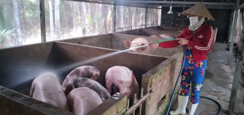 Giá heo hơi hôm nay 07/03: Giảm mạnh ở nhiều địa phương