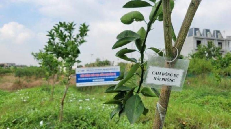 Hải Phòng khôi phục thành công giống cam “tiến vua” được trồng cách đây khoảng 800 năm