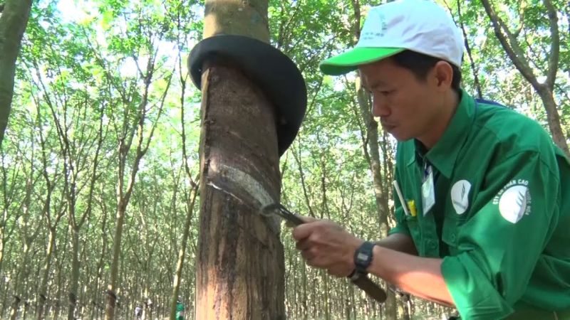 Lợi nhuận Cao Su Phước Hòa có thể giảm 40,4% trong năm 2023