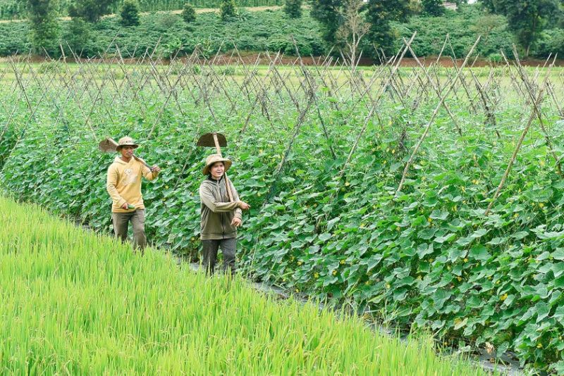 Trồng xen canh cây trồng trên diện tích đất lúa kém hiệu quả (Nguồn: baogialai.com.vn)​