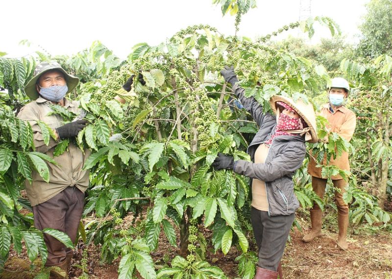 Nhân rộng mô hình sản xuất cà phê sạch. Ảnh: Nguyễn Quang