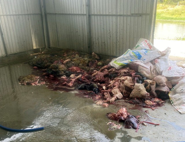 Cận cảnh một lượng nhỏ nội tạng động vật đang sơ chế dưới nền đất cáu cạnh vừa phát hiện tại Khánh Hòa. Số thịt lợn, nội tạng lợn này sau sơ chế sẽ cung cấp cho các khu công nghiệp tỉnh phía Nam.