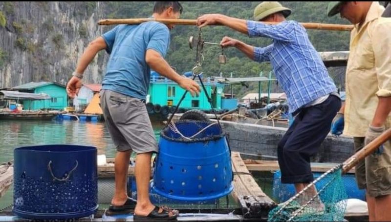 Tấp lập cảnh thương lái vào tận lồng bè nuôi cá của các ngư dân ở Cát Bà, huyện Cát Hải, TP. Hải Phòng để thu mua