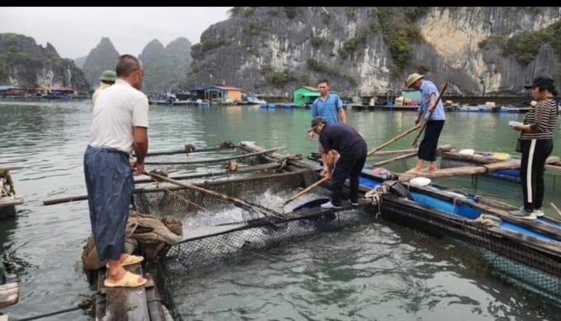 Ngư dân nuôi thủy sản lồng bè ở Cát Bà được mùa, được giá