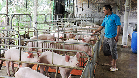 Giá heo hơi hôm nay 05/04: Tăng cao nhất 2.000 đồng/kg