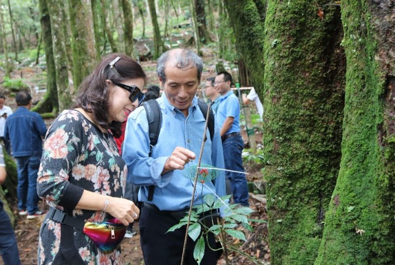 Du khách thăm quan vườn sâm của Công ty Cổ phần Sâm Ngọc Linh Kon Tum tại xã Măng Ri, huyện Tu Mơ Rông