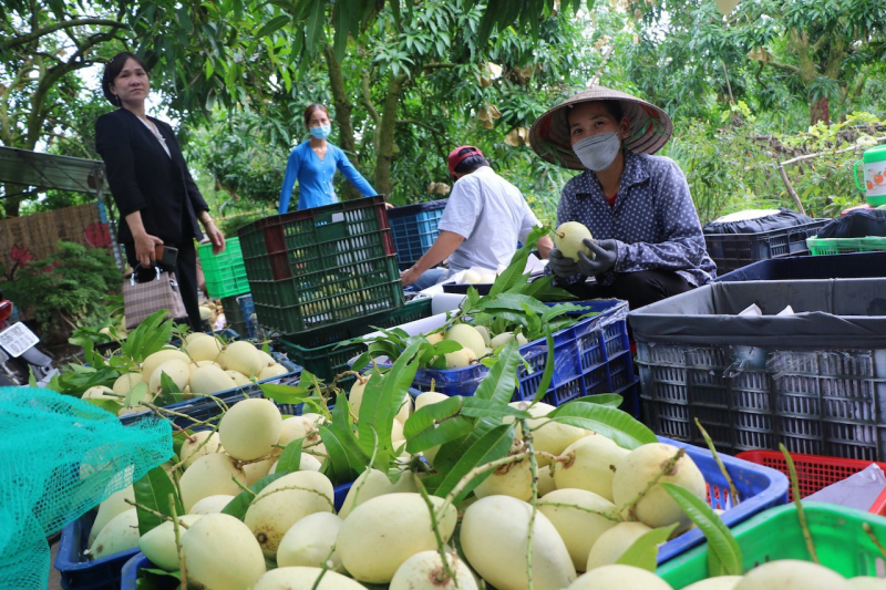 “Vương quốc” xoài Đồng Tháp với 12.000ha đang bước vào chính vụ, đứng thứ 2 ĐBSCL về diện tích và sản lượng. Nhiều năm qua, những lô xoài của tỉnh Đồng Tháp đã xuất khẩu vào thị trường châu Âu…