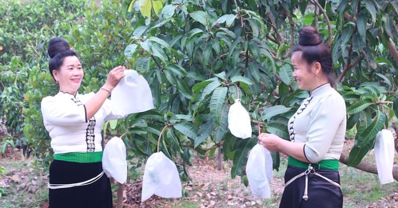 Sơn La phấn đấu bao được 15 triệu trái cây trong năm 2023