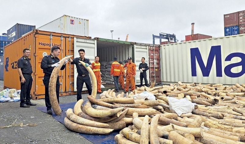 Hải quan Hải Phòng chủ trì khám xét container chứa 7 tấn ngà voi châu Phi. Ảnh: Thái Bình