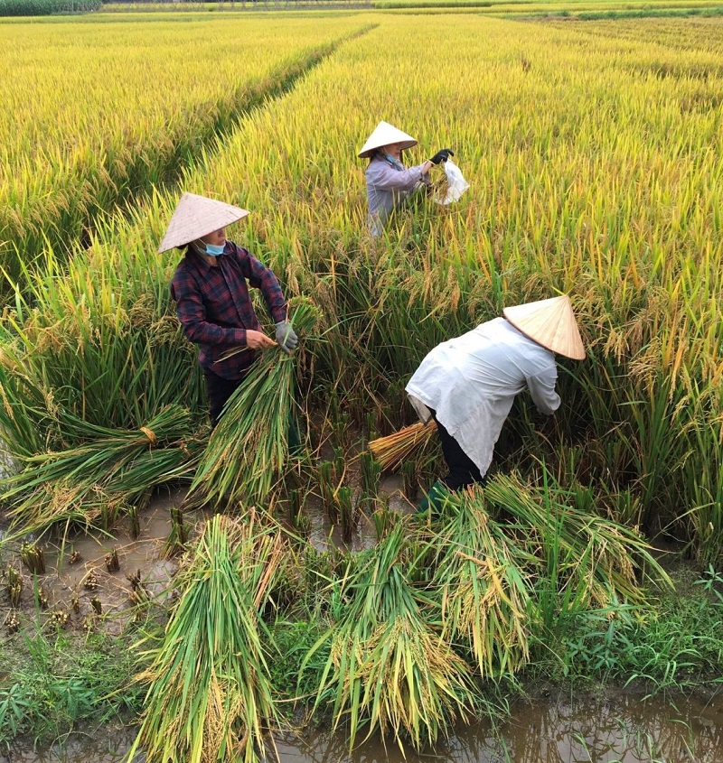 Chị Đoàn Thị Hà (thôn Sơn Quả 2, xã Lương Phong, Hiệp Hòa, Bắc Giang) cùng gia đình thu hoạch lúa trên thửa ruộng sử dụng phân bón mới có chứa vi sinh của Supe Lâm Thao