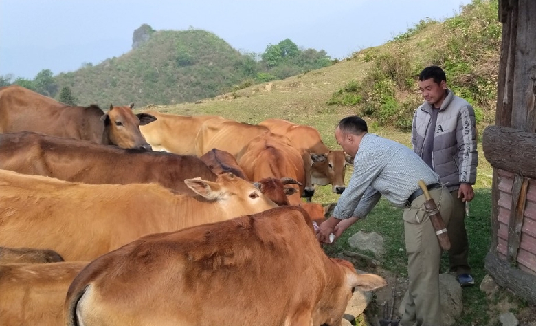 Tiêm phòng cho đàn gia súc là biện pháp hiệu quả phòng chống dịch bệnh. Trong ảnh: Thú y viên phường Cầu Mây (thị xã Sa Pa) tiêm phòng cho đàn đại gia súc.
