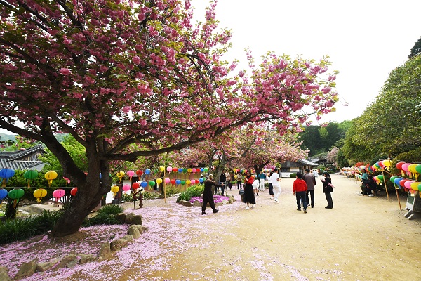 Hoa Anh Đào đang nở rộ tại chùa Sonam- Di sản văn hóa thế giới được UNESCO công nhận