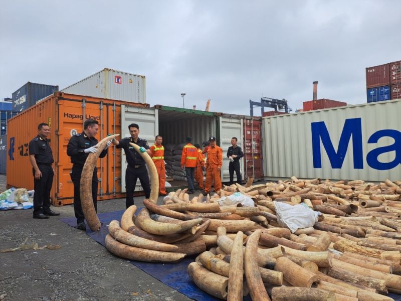 lô hàng hơn 7,6 tấn ngà voi châu Phi nhập lậu tại cảng Hải Phòng