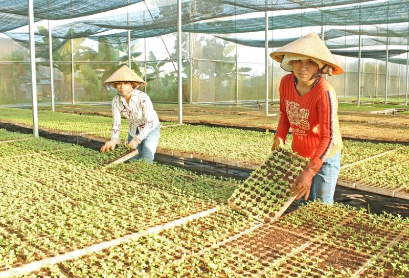 Sản xuất cây giống chất lượng cao tại Hợp tác xã Nông nghiệp và Dịch vụ An Phú Thịnh (TP. Pleiku). Ảnh: Nguyễn Diệp