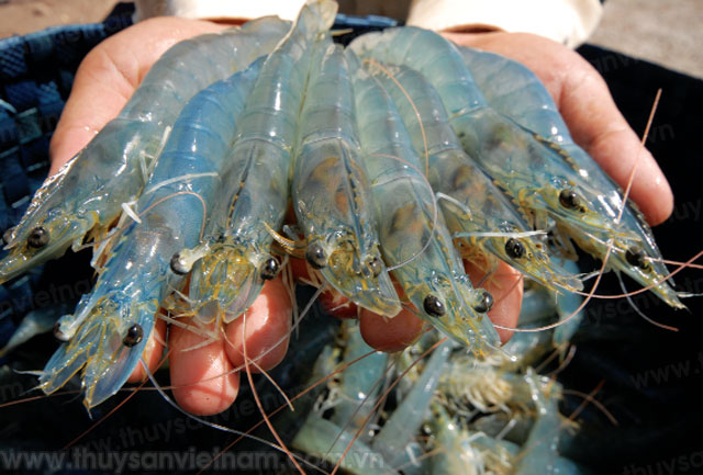 Đến năm 2025, xây dựng tỉnh Bạc Liêu trở thành trung tâm ngành công nghiệp tôm của cả nước