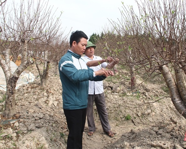 Hoa đào được trồng nhiều tại xã Dân Lý, huyện Triệu Sơn