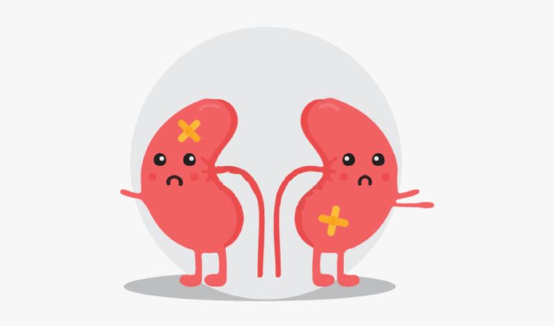 Suy giảm chức năng thận có thể là nguyên nhân dẫn đến tiểu nhiều lần Suy giảm chức năng thận có thể là nguyên nhân dẫn đến tiểu nhiều lần