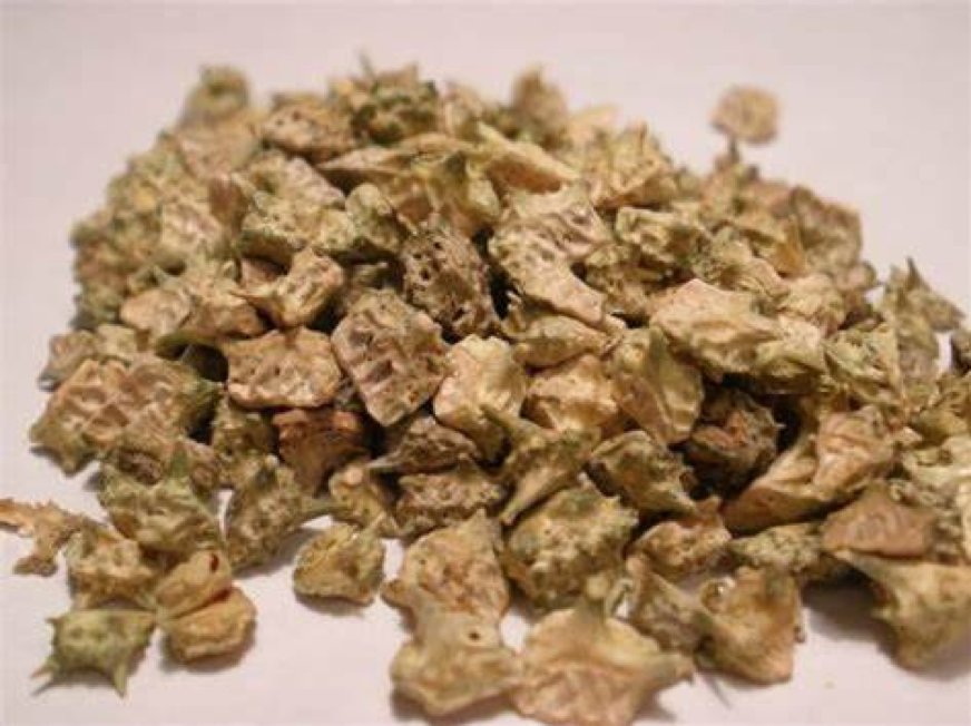 Bạch tật lê tăng cường trương lực cơ bàng quang, cải thiện tiểu nhiều Bạch tật lê tăng cường trương lực cơ bàng quang, cải thiện tiểu nhiều