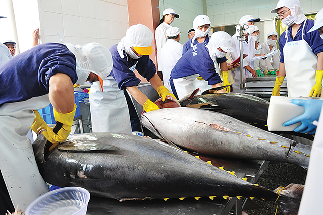 Tổng kim ngạch xuất khẩu cá ngừ của nước ta trong 4 tháng đầu năm đạt gần 250 triệu USD, giảm hơn 40% so với cùng kỳ. (Ảnh minh hoạ)