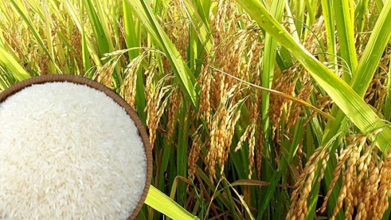 Giá lúa gạo hôm nay điều chỉnh trái chiều với mặt hàng gạo