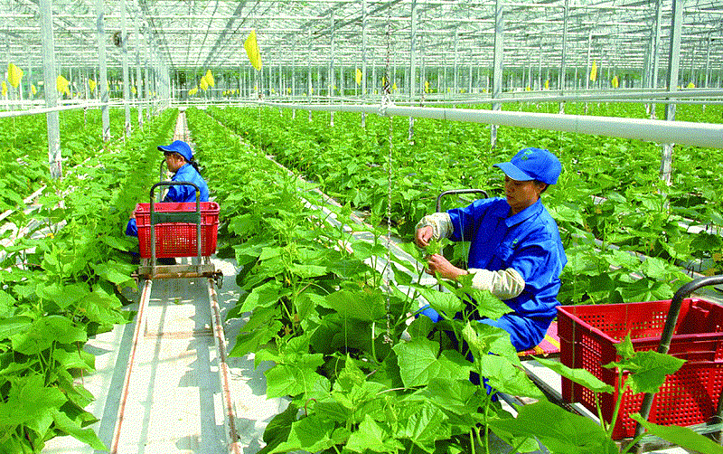 Nông nghiệp đóng vai trò vô cùng quan trọng đối với kinh tế, xã hội của Việt Nam
