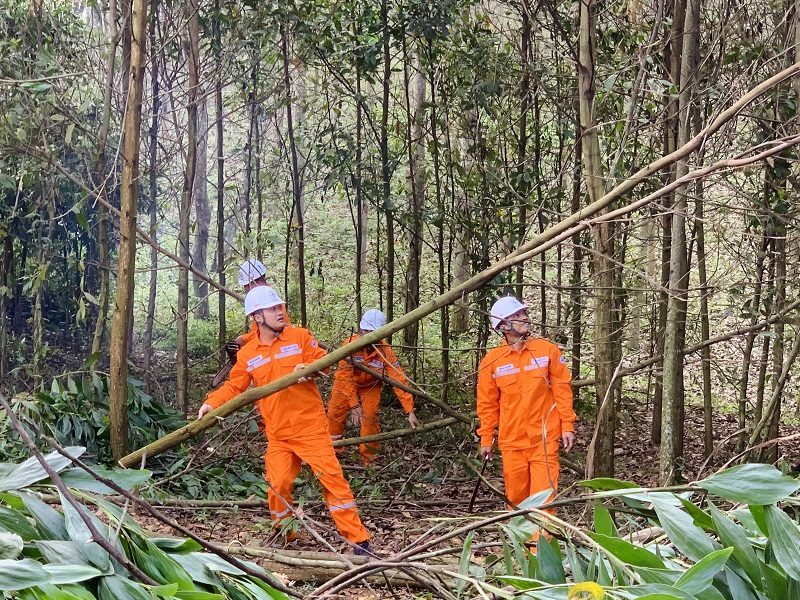 Công nhân Công ty Điện lực Thanh Hóa chặt tỉa cây giải phóng hành lang, đảm bảo an toàn lưới điện