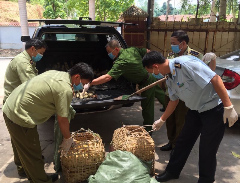 Chủ tịch UBND tỉnh Lào Cai vừa ban hành công điện khẩn yêu cầu các sở, ngành, địa phương trên địa bàn tỉnh Lào Cai tăng cường kiểm tra, ngăn chặn việc xuất, nhập lậu gia cầm, sản phẩm gia cầm qua biên giới vào địa bàn (Ảnh minh họa)